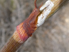Lichtensteinia
