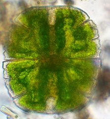 Micrasterias truncata