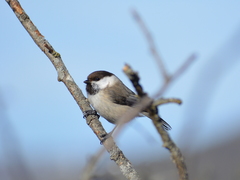 Caspian Tit photo 3