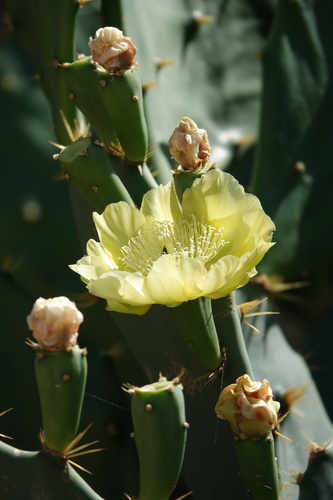 Erect Pricklypear (Opuntia dillenii)