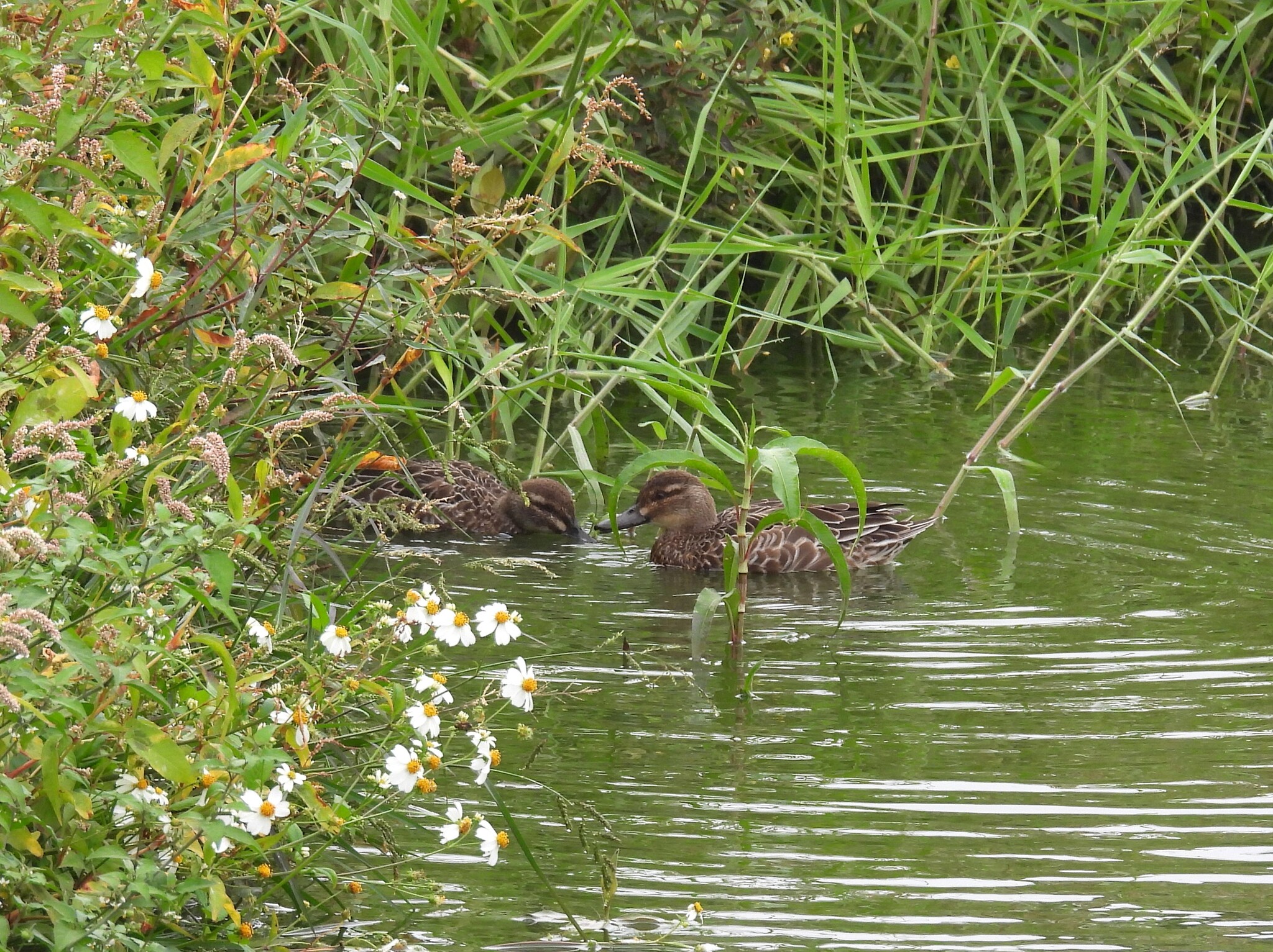 Garganey (Spatula querquedula), photo 2