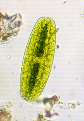 Netrium digitus