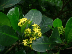 Psychotria capensis capensis