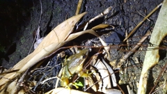 Chalcorana chalconota