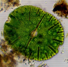 Micrasterias denticulata