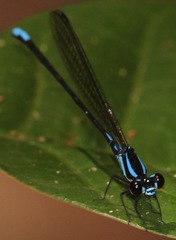 Argia thespis