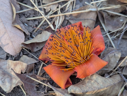 Bombax costatum, photograph 2