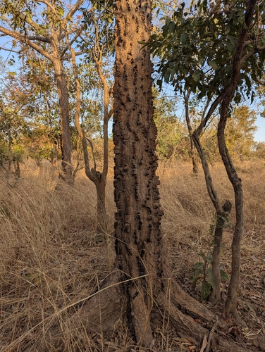 Bombax costatum, photograph 3