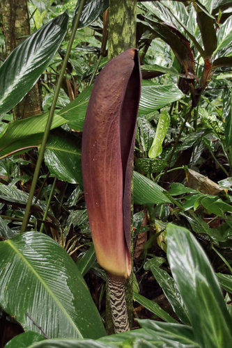 Dracontium gigas