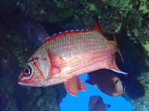 Blue lined squirrelfish (Sargocentron tiere) — Holocentridae