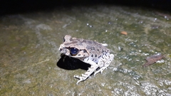 Leptobrachium hasseltii