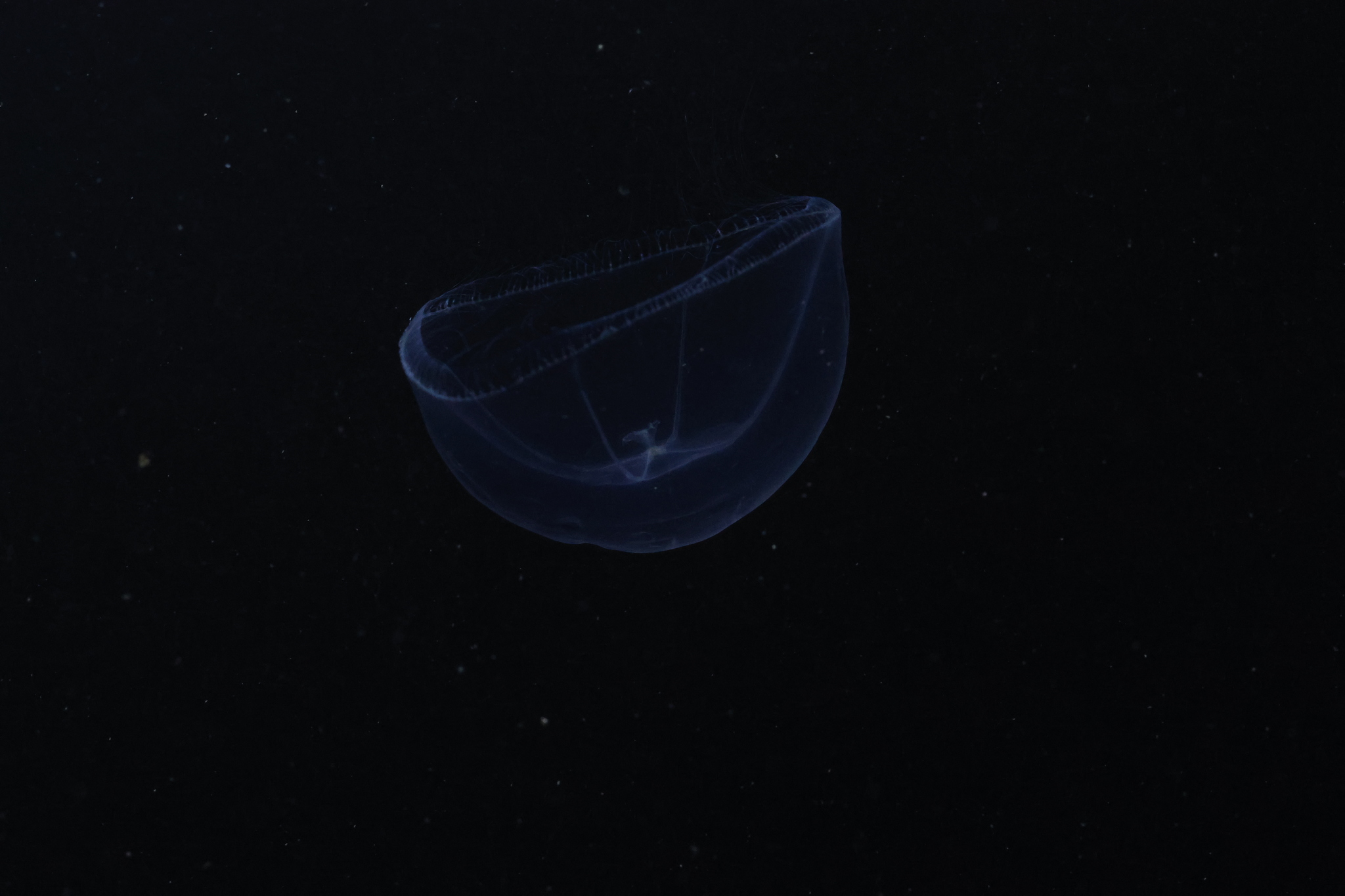 Mitrocoma cellularia (Agassiz, 1862)