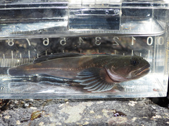 Rosylip Sculpin photo 2
