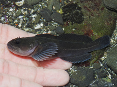 Rosylip Sculpin photo 1