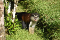 Cercopithecus mona
