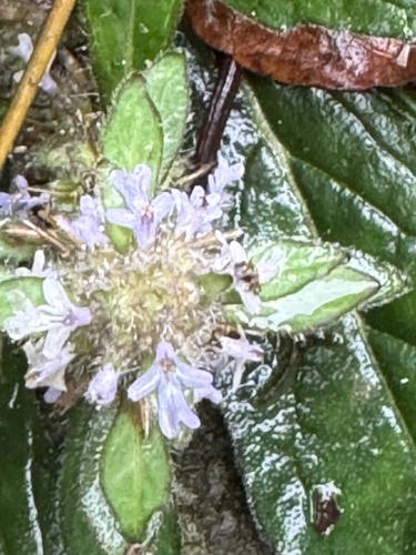 Ajuga taiwanensis iNat (3)