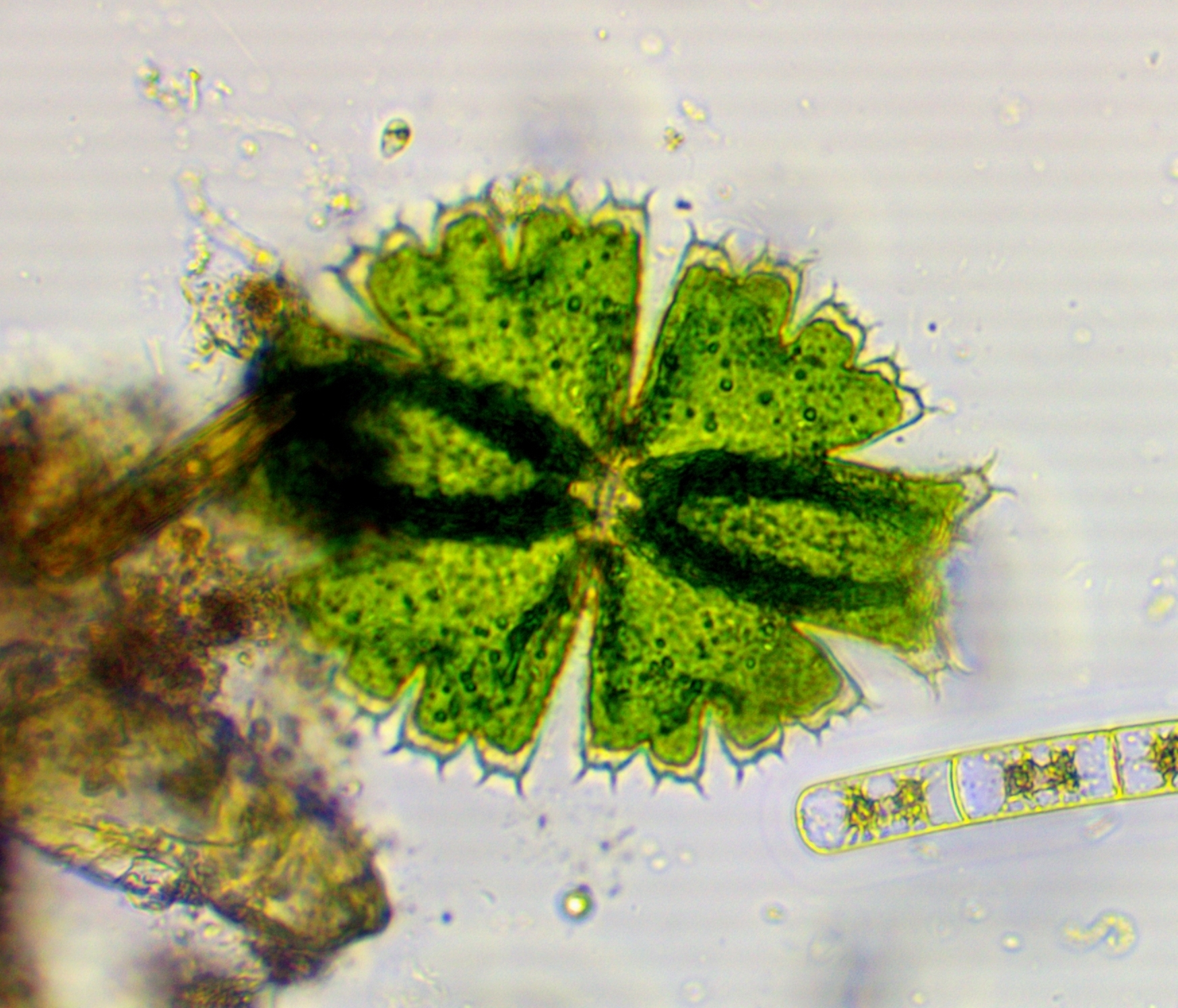 Micrasterias brachyptera