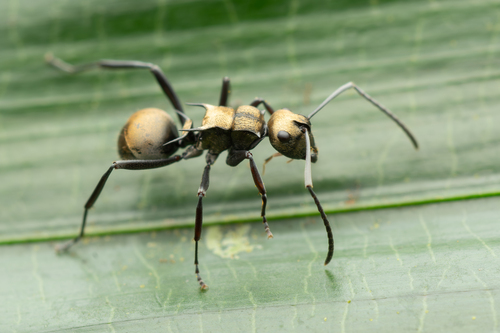 Polyrhachis thaisPolyrhachis thais