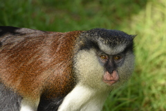 Cercopithecus mona