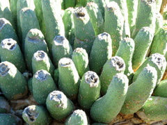 Euphorbia esculenta