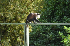 Cercopithecus mona