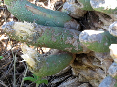 Euphorbia esculenta