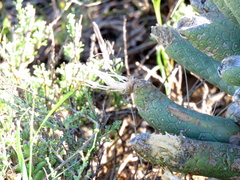 Euphorbia esculenta