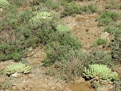 Euphorbia esculenta