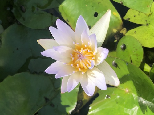 Nymphaea daubenyana observed 2026-02-02