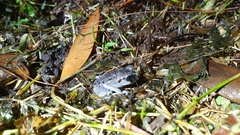 Leptobrachium hasseltii