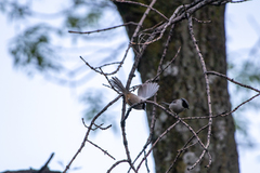 Psaltriparus minimus