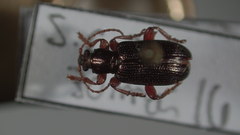 Plateumaris rufa