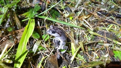 Leptobrachium hasseltii