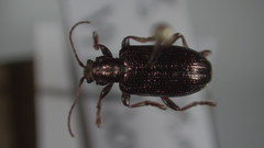 Plateumaris pusilla