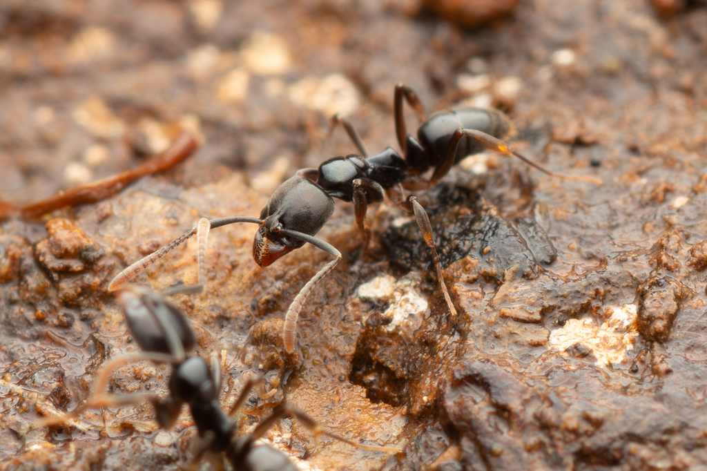 Brachyponera croceicornis