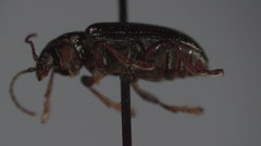 Plateumaris pusilla