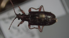 Plateumaris shoemakeri