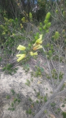 Erica unicolor