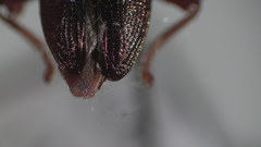 Plateumaris shoemakeri