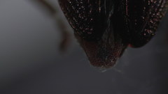 Plateumaris shoemakeri