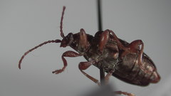 Plateumaris shoemakeri