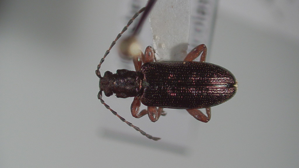Plateumaris diversa