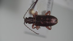 Plateumaris diversa