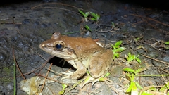 Limnonectes macrodon