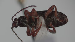 Plateumaris diversa