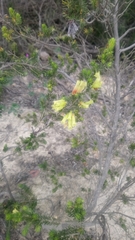 Erica unicolor