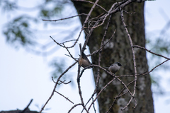 Psaltriparus minimus