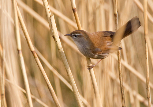Cetti's Warbler, Nationaal Park De Loonse En Drunense Duinen, NL-NB-TI, NL-NB, NL, photo 7 of 10
