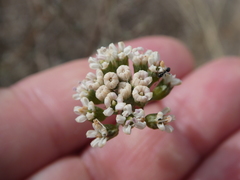 Lichtensteinia obscura