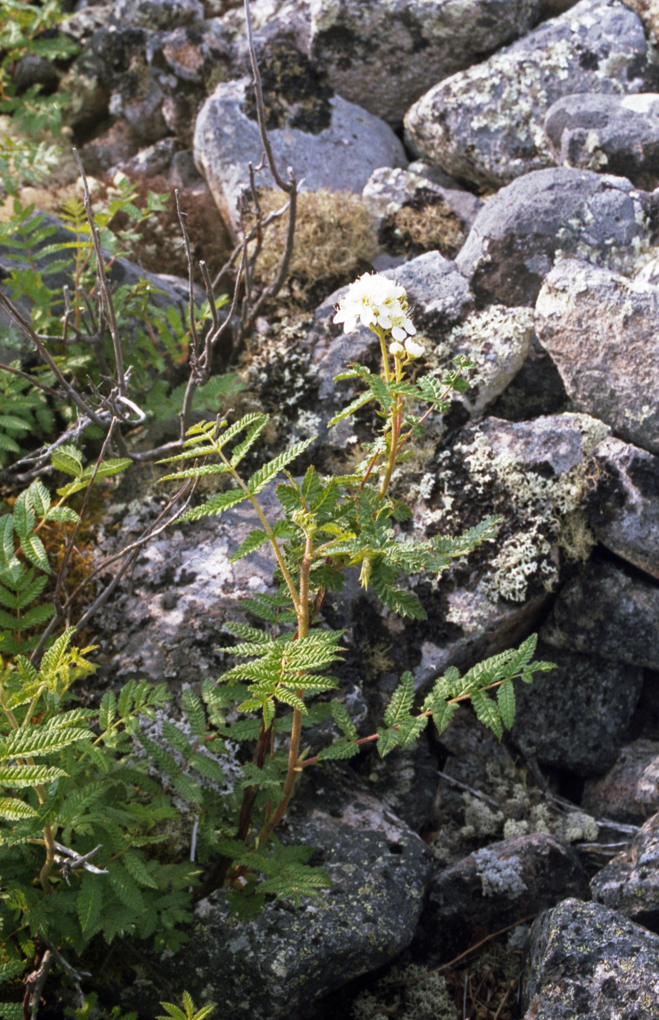 False Spiraea (Sorbaria grandiflora)